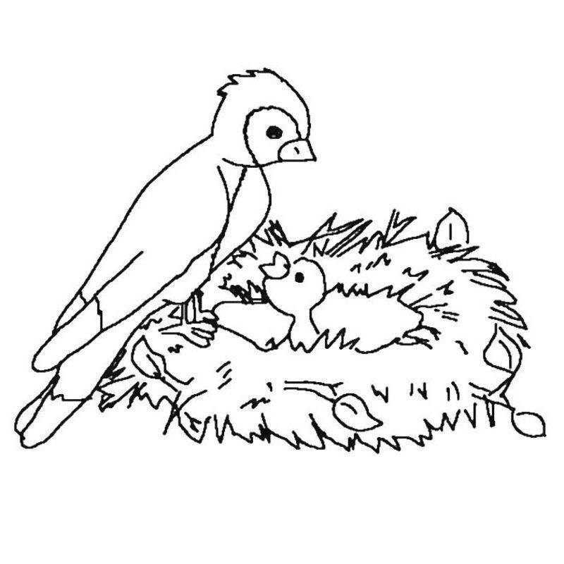 coloriage-oiseau-23.jpg