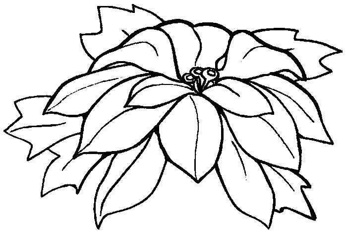 fleur-de-poinsettia.gif