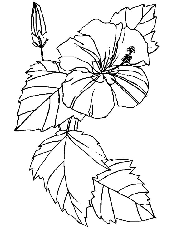hibiscus2.gif