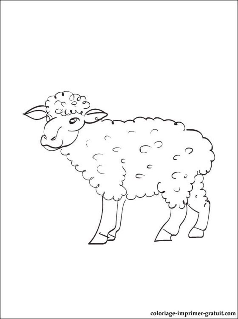 sheep1.jpg