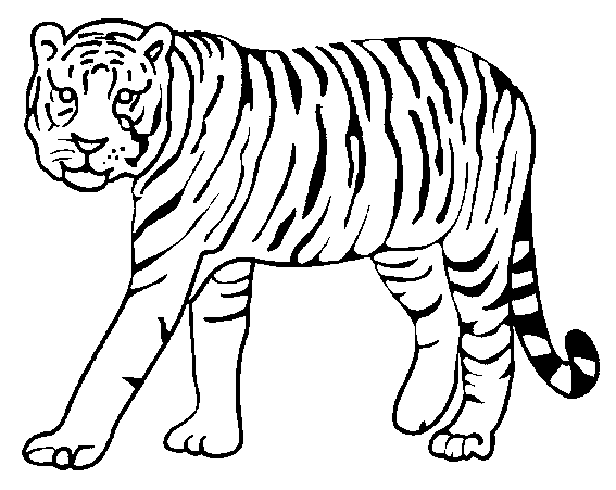 tigre7.gif